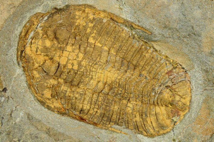 Bright-Orange Ordovician Trilobite (Prionocheilus?) - Morocco #353399
